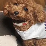 をわふ from fanbox