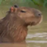 TheGiantHamster from subscribestar