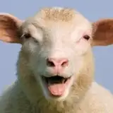 idlesheep from patreon