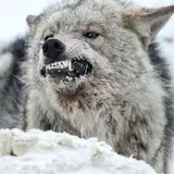 grumpywolf from patreon