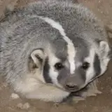 hopefulbadger from patreon