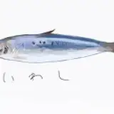 こるせ from fanbox