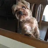 inui029tintin from fanbox