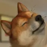 柴犬五郎（しばけん ごろう） from fanbox